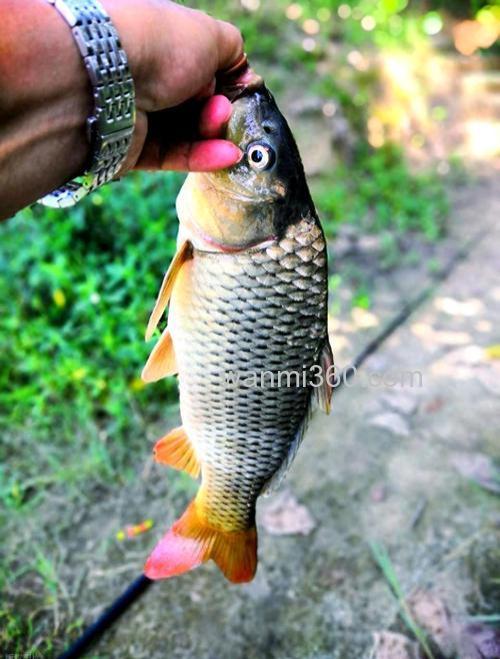 玉米面加醋能钓鲤鱼吗？