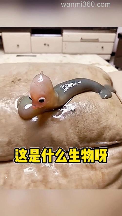 这是什么生物