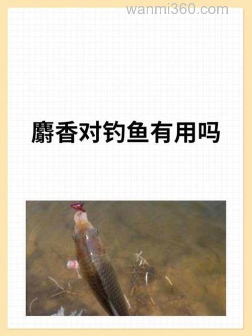 什么鱼喜欢麝香的味道,能钓鲤鱼和鲫鱼用吗