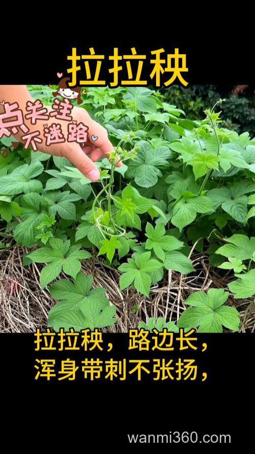 拉拉秧可以喂草鱼吗?