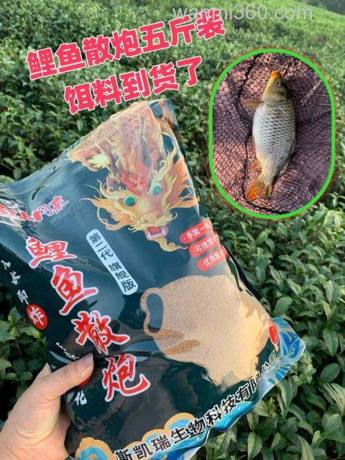 休闲塘钓鲤鱼需要带散炮吗？