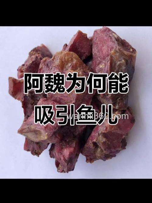 秋天酒米为什么没有阿魏诱鱼？