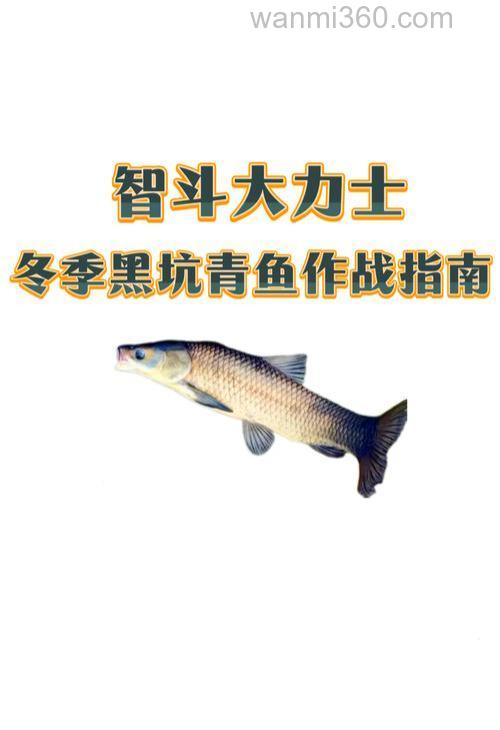 冬钓不钓青鱼才傻呢!学会“这三步”,青鱼钓到手软!