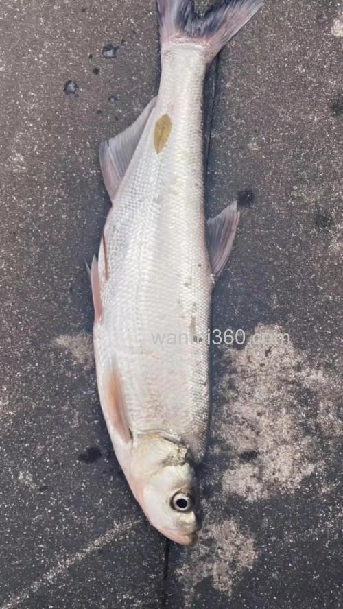 用嫩玉米钓鲤、青、草、鳊和翘嘴