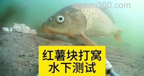 红薯10秒钟钓鲤鱼绝招?