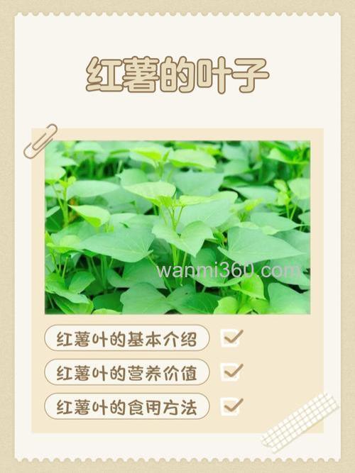 为什么红薯叶不可以喂鱼?