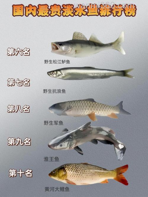 钓鱼手感最好的淡水鱼排行榜!