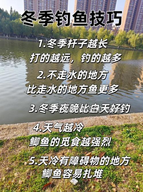 初冬雨后怎么钓鲫鱼?