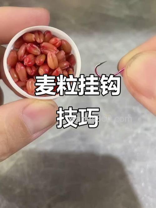 麦子钓鱼如何挂钩?
