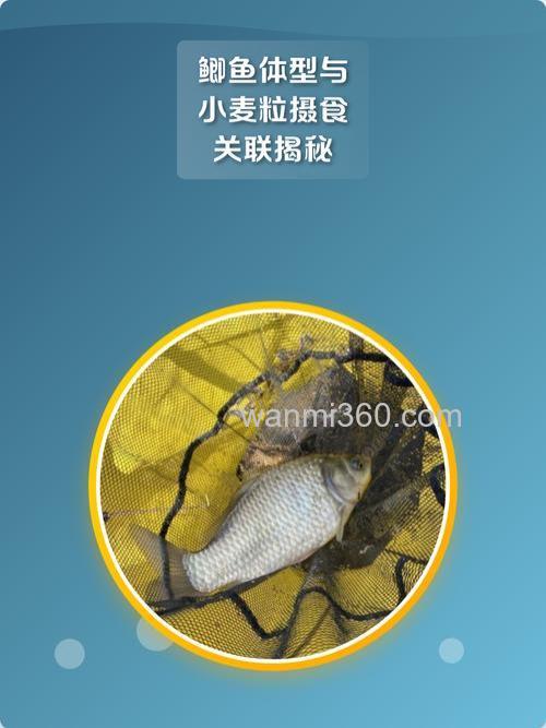鲫鱼更喜欢吃米还是麦子？