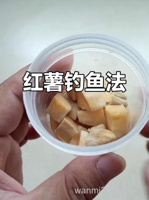 钓鲤鱼用多大一坨红薯？