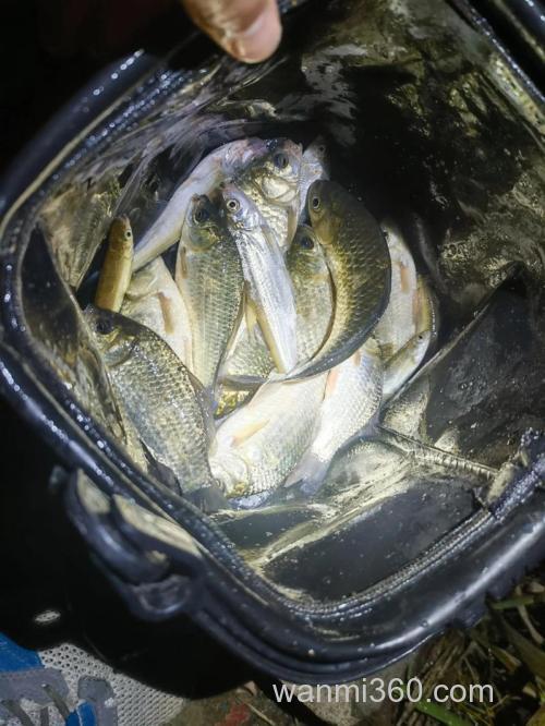 晚上怎样钓鲫鱼