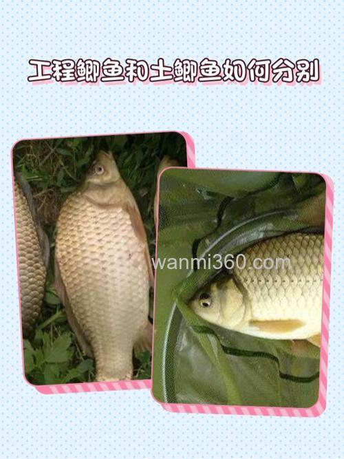 钓鱼人分享野钓与塘钓鲫鱼实际区别(下)