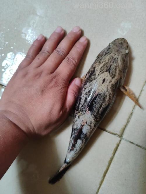 猪油渣能钓什么鱼?