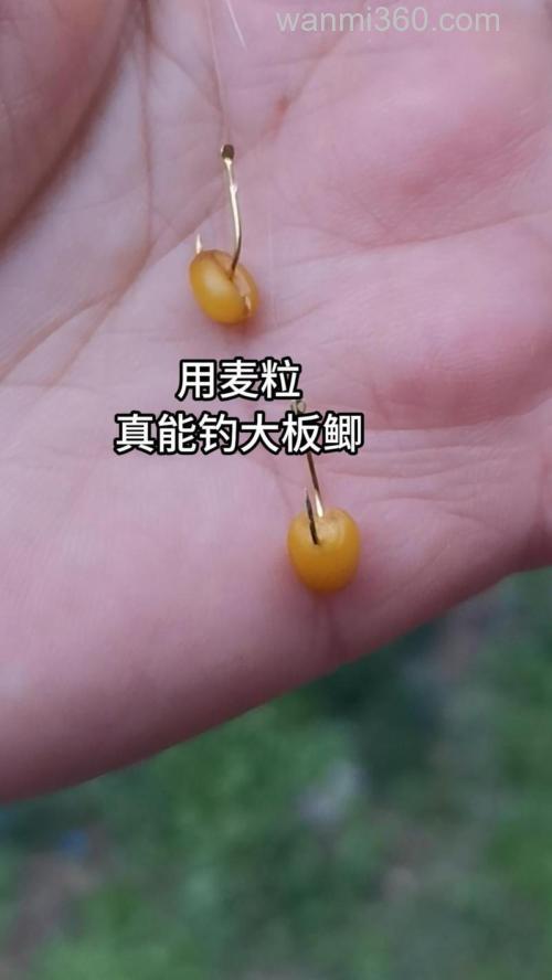 麦子钓鲫鱼怎么不咬钩