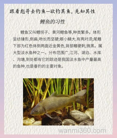 鲤鱼的特点,生活习性,以及秘密谁知道
