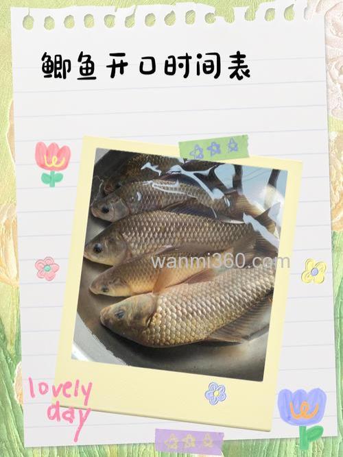 黑坑刚放鲫鱼多久开口