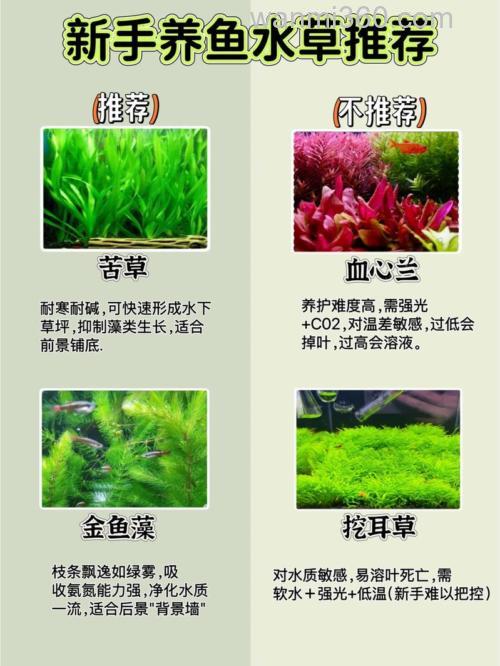 养殖草鱼池塘可以种水草吗？
