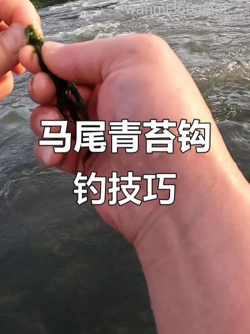 有青苔的野塘怎样钓鲫鱼