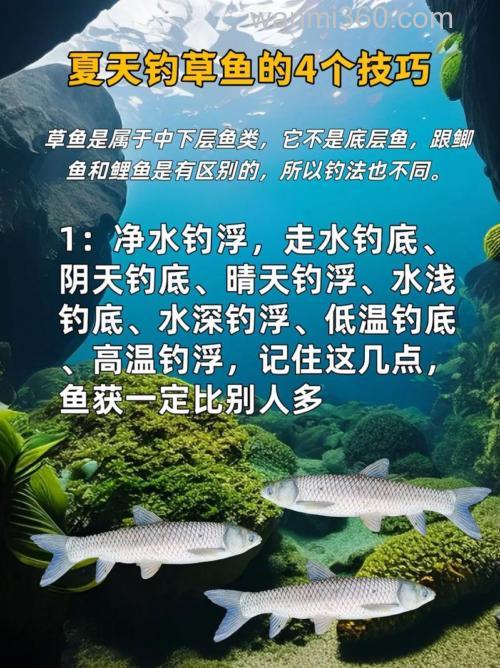 夏季不同时间段的钓草鱼技巧