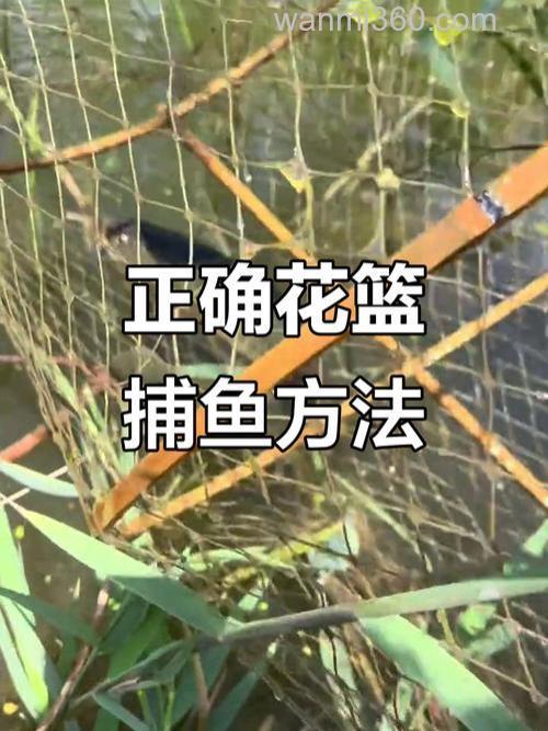 立秋用花篮怎么钓鲢鳙？