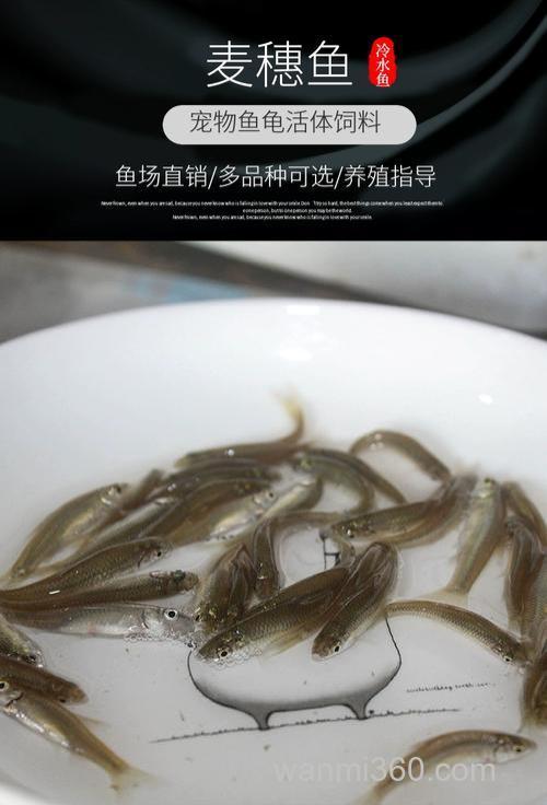 麦穗鱼苗吃什么长得快?