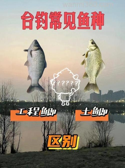 池塘台钓鲫鱼与野钓的不同之处(上)