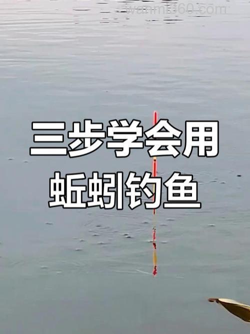 蚯蚓鳙鱼饵,蚯蚓蘸什么好钓鲫鱼