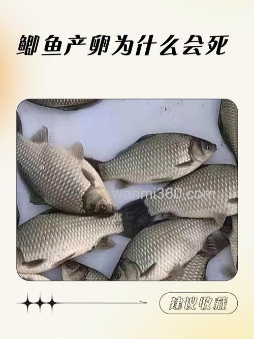 鲫鱼为什么失败了