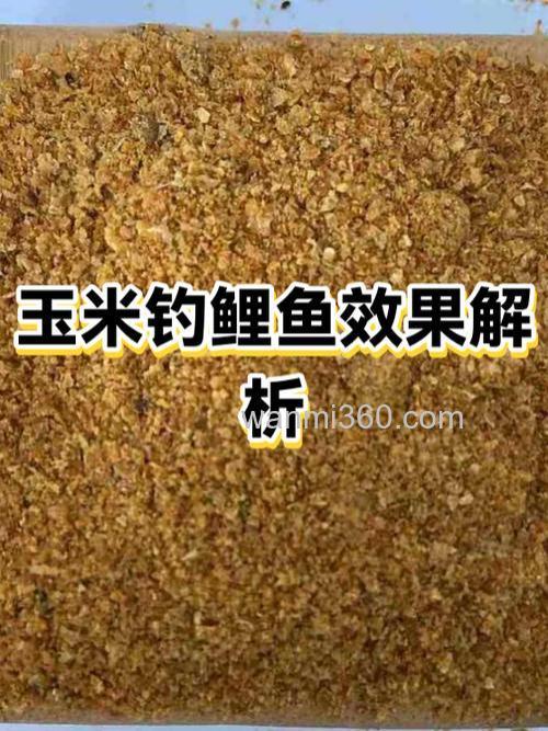 玉米钓鲤鱼效果怎么样