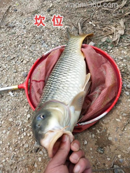 如何自制水果味钓鲤鱼