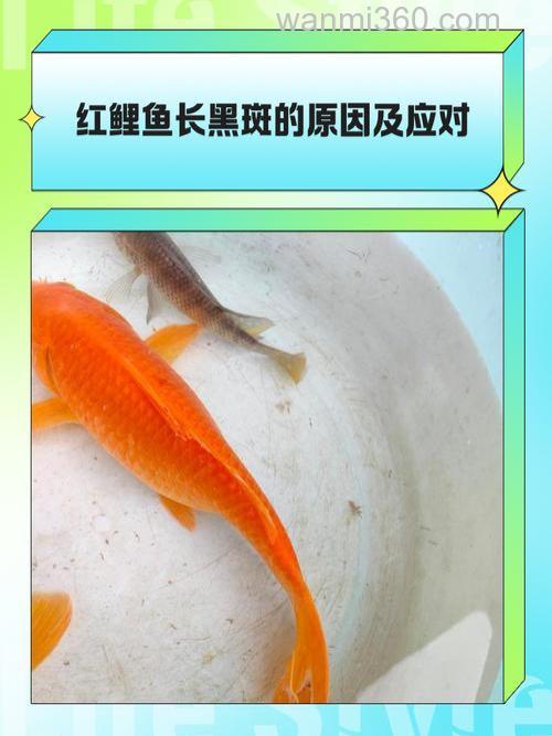 鲤鱼怕什么颜色?