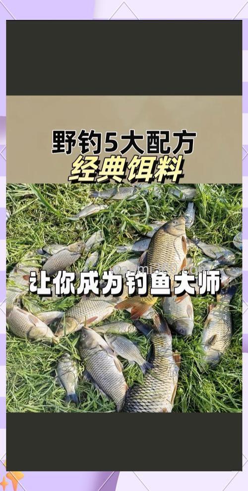 全能腥钓什么鱼