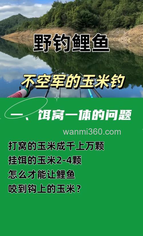 怎样用玉米钓鲤鱼