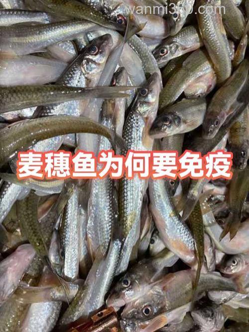 麦穗钓鲇鱼饵料,在野河钓鱼时有小鱼骚扰怎么办尤其是麦穗