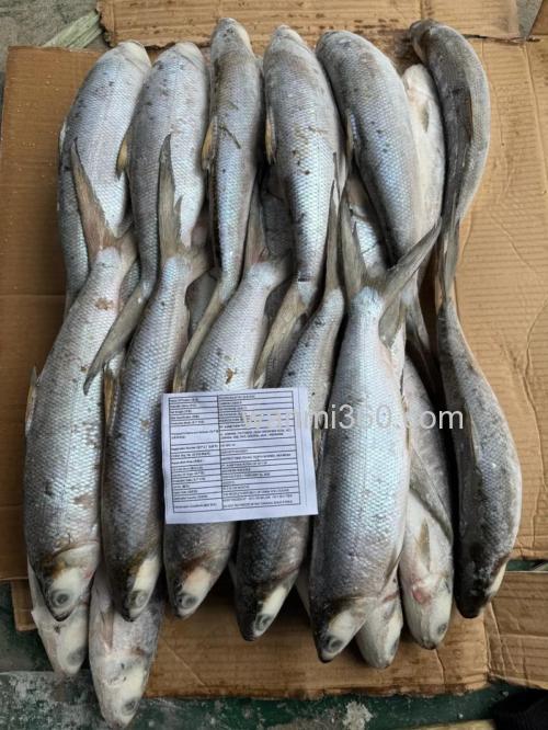 牛奶拌饵料可以钓什么鱼?