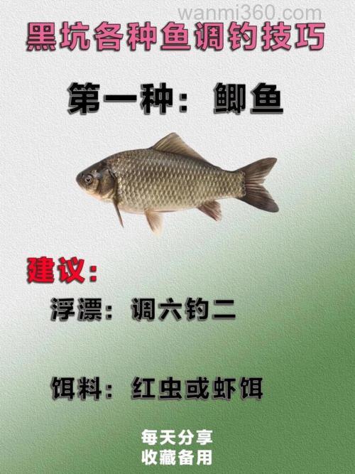 钓鲫鱼遇不同鱼情时的调整技巧