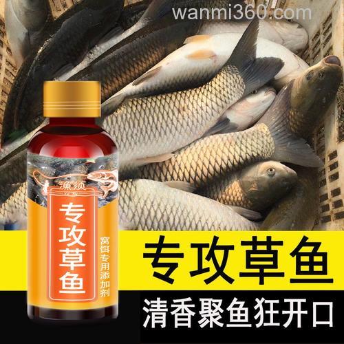 夏天黑坑糗草鱼用什么饵料小药