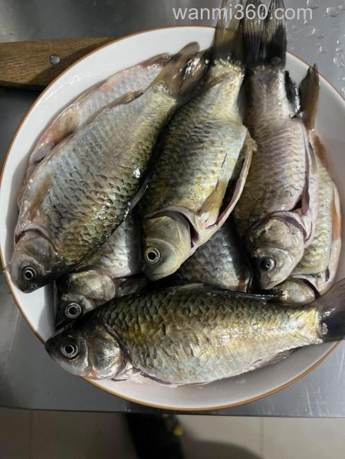 小鲫鱼怎么保存