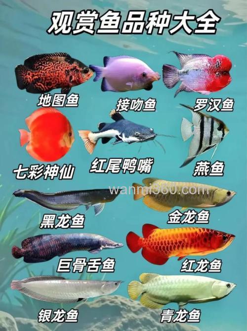 非常了解鱼的来
