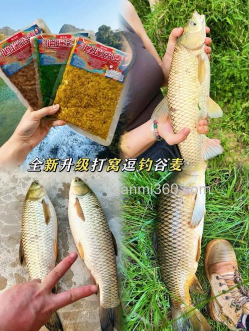 专攻大鲤鱼、大草鱼的这两款窝料诱鱼真快