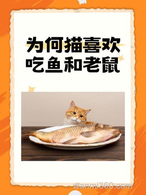 猫是喜欢鱼还是喜欢老鼠！