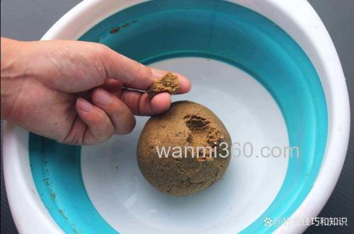 冬天大棚钓鲤鱼丸九搓饵