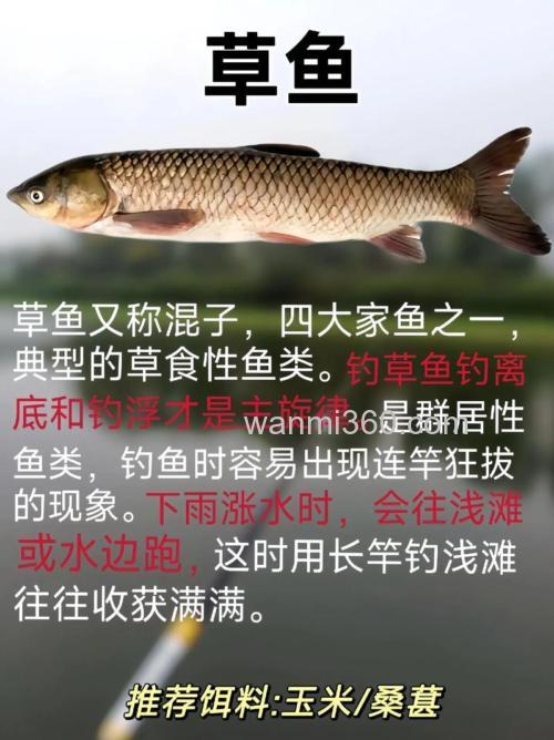 夏季垂钓青鱼、草鱼之我见的这些小技巧