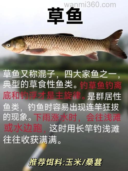 现在十度左右,用啥能钓草鱼鲤鱼昌鱼青鱼?