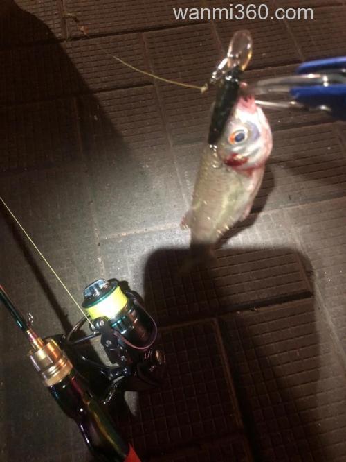 路亚夜钓胡子鲢鱼的最佳时间?