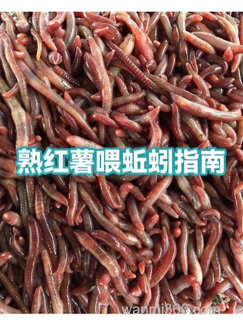 红薯喂蚯蚓的方法?