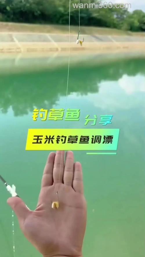 用玉米钓草鱼怎样调漂