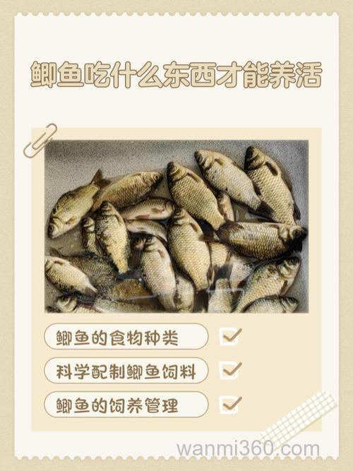 鲫鱼能用猪肉喂养吗？