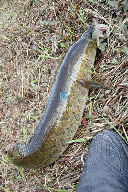 大河草洞就用鲫鱼肉钓黑鱼